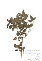 藏品(狹葉莢蒾)的圖片